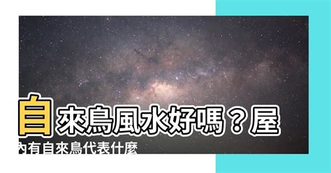 鳥自己飛來|【自來鳥 風水】自來鳥風水好嗎？屋內有自來鳥代表什麼？